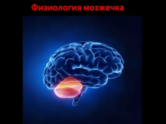 Физиология мозжечка