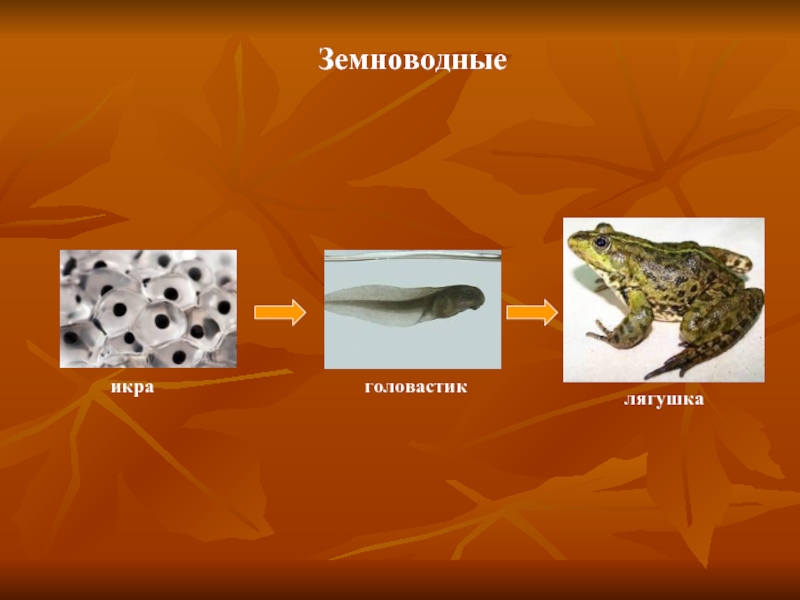 Размножение животных 3 класс окружающий мир плешаков. Икра головастик лягушка. Икринка головастик взрослая лягушка. Цепочка икринка головастик лягушка. Земноводные размножаются икрой.