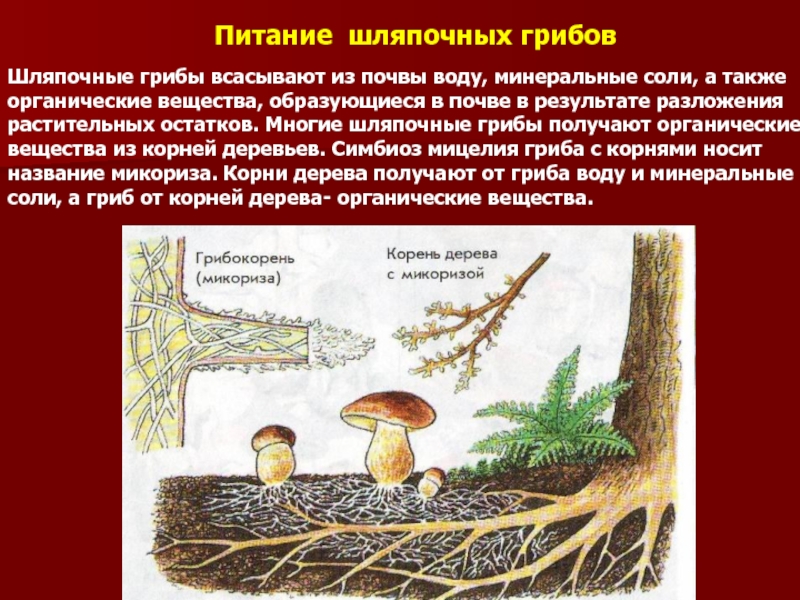 Шляпочные грибы в период размножения формируют. Шляпочные грибы микориза. Питание шляпочных грибов микориза. Микориза у шляпочных грибов. , Питание шмепочныге грибов.