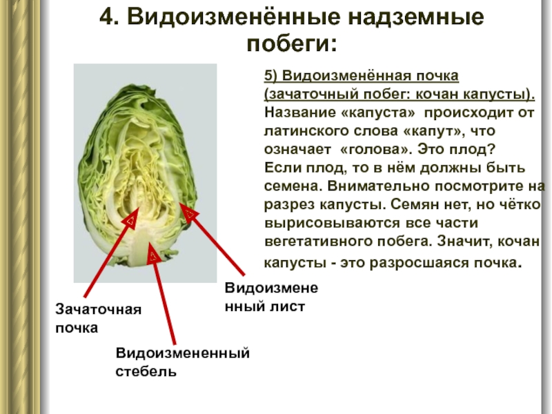 5) Видоизменённая почка (зачаточный побег: кочан капусты). Название «капуста» происходит от латинского