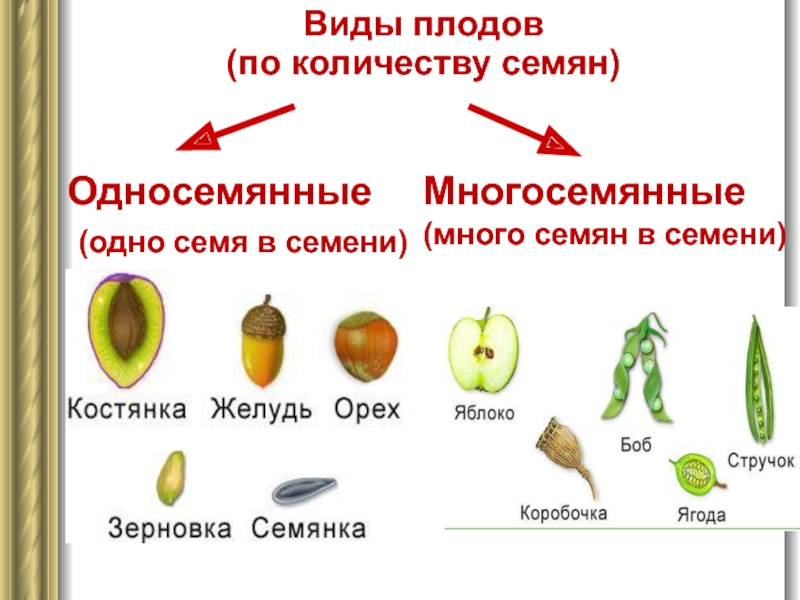 Виды плодов (по количеству семян) Односемянные  (одно семя в семени) Многосемянные