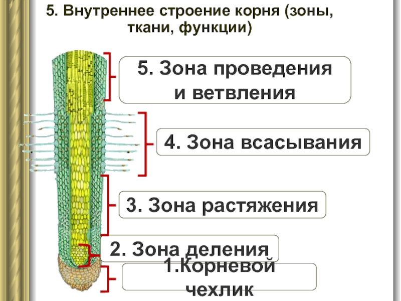 5. Внутреннее строение корня (зоны, ткани, функции)