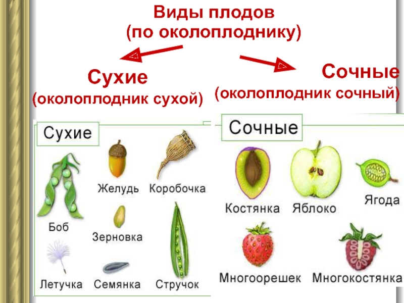 Виды плодов (по околоплоднику) Сухие  (околоплодник сухой) Сочные (околоплодник сочный)