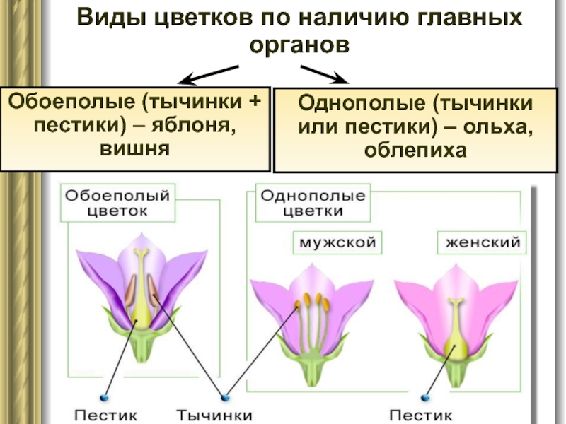 Виды цветков по наличию главных органов Однополые (тычинки или пестики) – ольха,