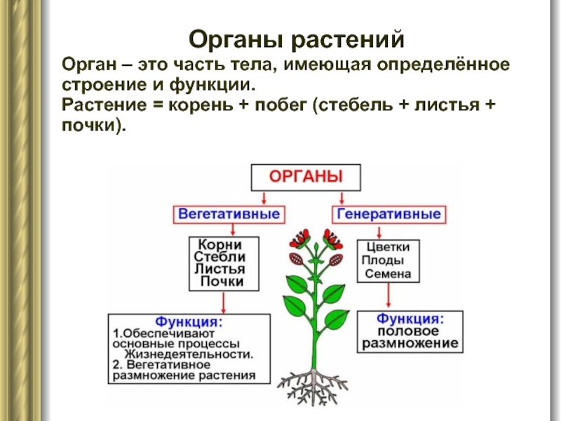 Органы растений Орган – это часть тела, имеющая определённое строение и функции.