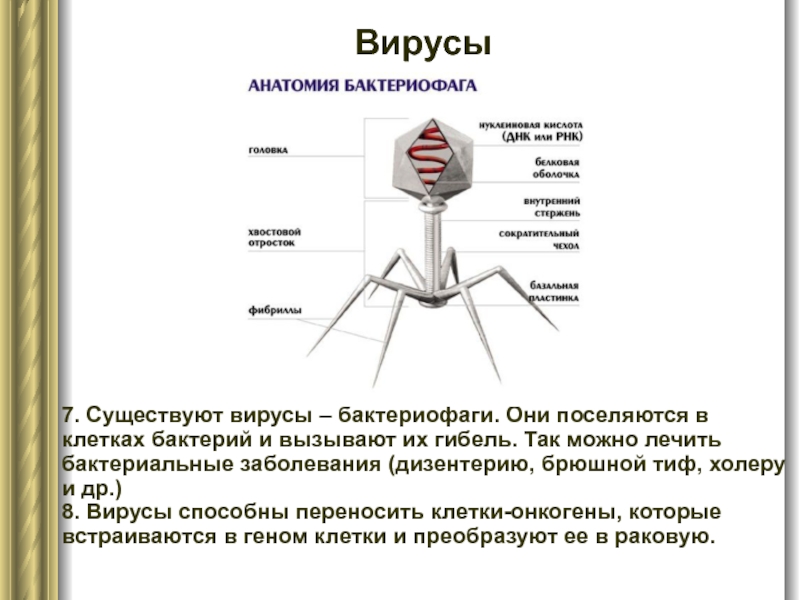 Вирусы 7. Существуют вирусы – бактериофаги. Они поселяются в клетках бактерий и
