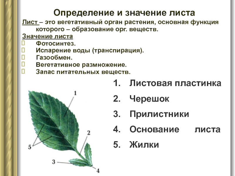 Определение и значение листа Лист – это вегетативный орган растения, основная функция