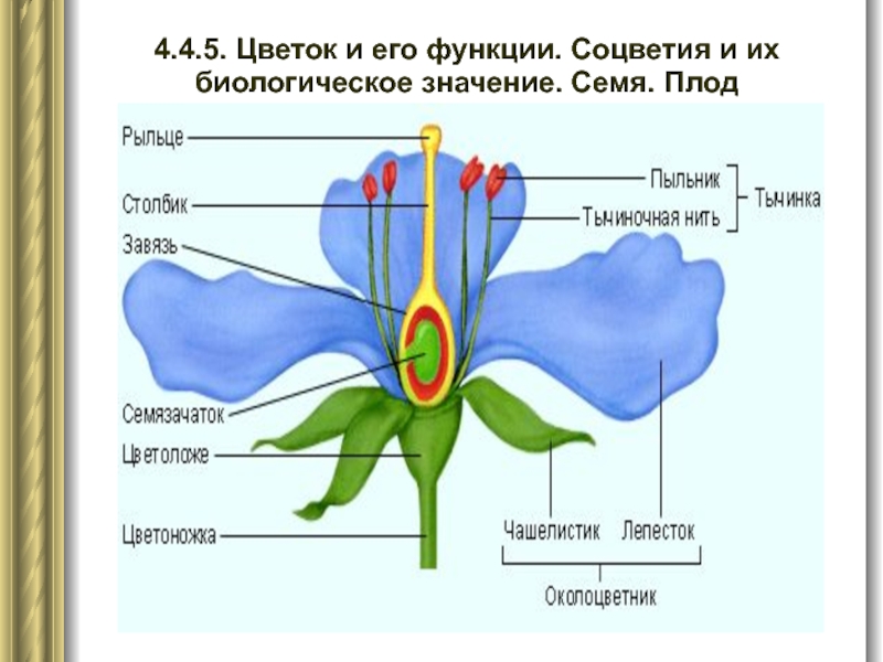 4.4.5. Цветок и его функции. Соцветия и их биологическое значение. Семя. Плод