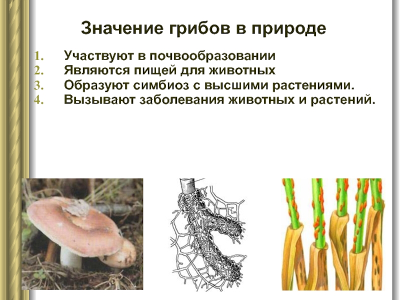 Значение грибов в природе Участвуют в почвообразовании Являются пищей для животных Образуют
