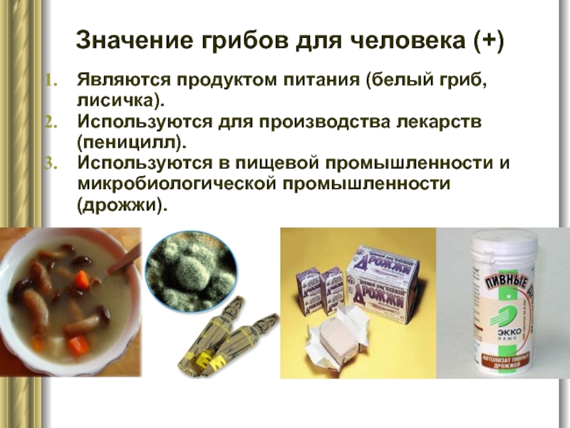 Значение грибов для человека (+) Являются продуктом питания (белый гриб, лисичка). Используются