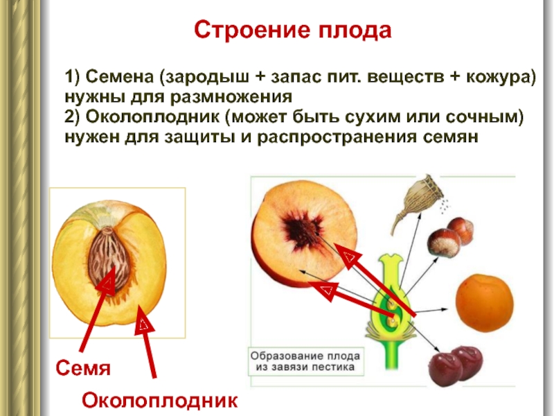 Строение плода 1) Семена (зародыш + запас пит. веществ + кожура) нужны