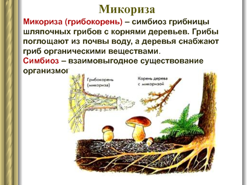 Микориза (грибокорень) – симбиоз грибницы шляпочных грибов с корнями деревьев. Грибы