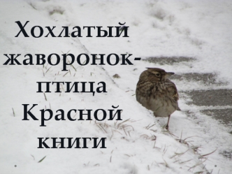 Хохлатый жаворонок - птица Красной книги
