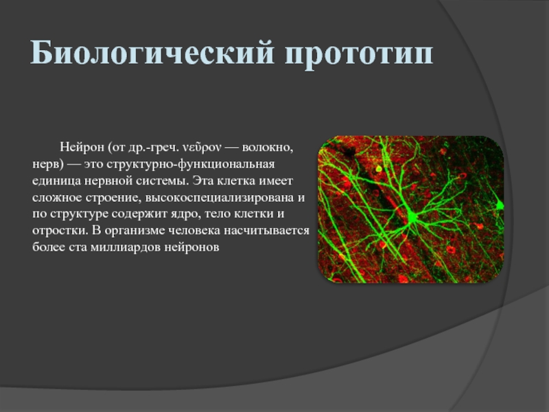 Организмы клетки которых не содержат ядро