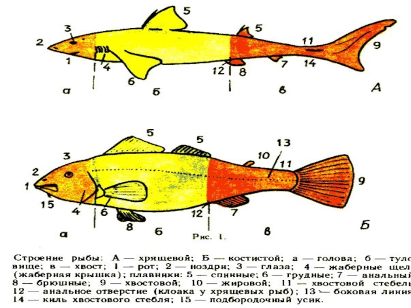 Доклад по теме Рыба с четырьмя глазами