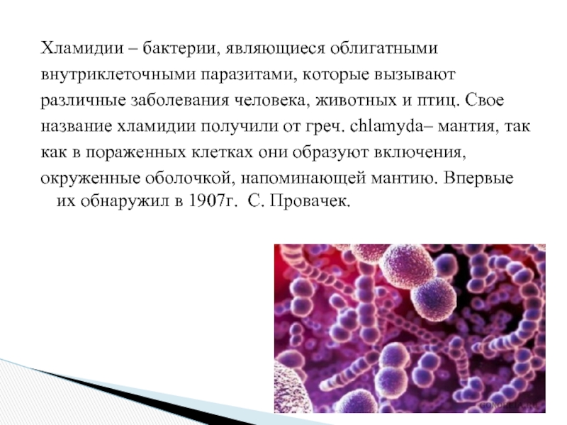Определение хламидий. Хламидии микроорганизмы. Хламидий микробиология. Хламидии внутриклеточные паразиты. Хламидии урогенитального хламидиоза.