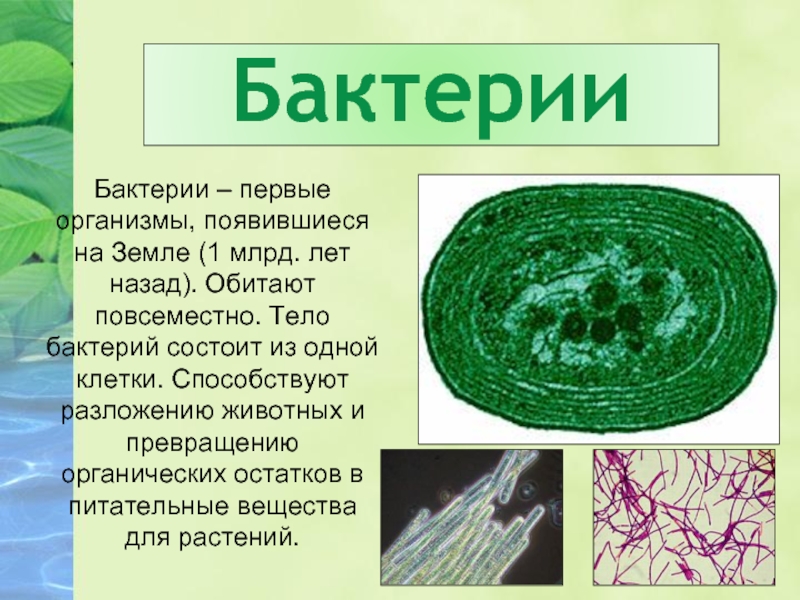 1 появившимися на земле организмы были. Тело бактерий состоит из. Бактерии презентация. Бактерии в организме. Животные бактерии.