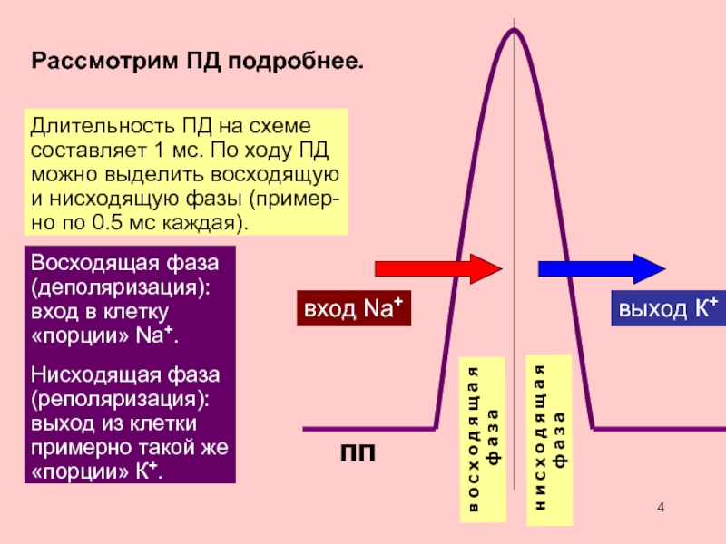 Длительность это. Фаза деполяризации потенциала действия. Восходящая фаза потенциала действия. Восходящая и нисходящая фаза потенциала действия. Стадии деполяризации.