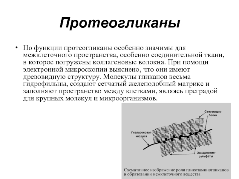 Протеогликаны