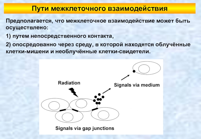 Межклеточная кооперация схема