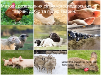 Методи розведення сільськогосподарських тварин, добір та підбір тварин