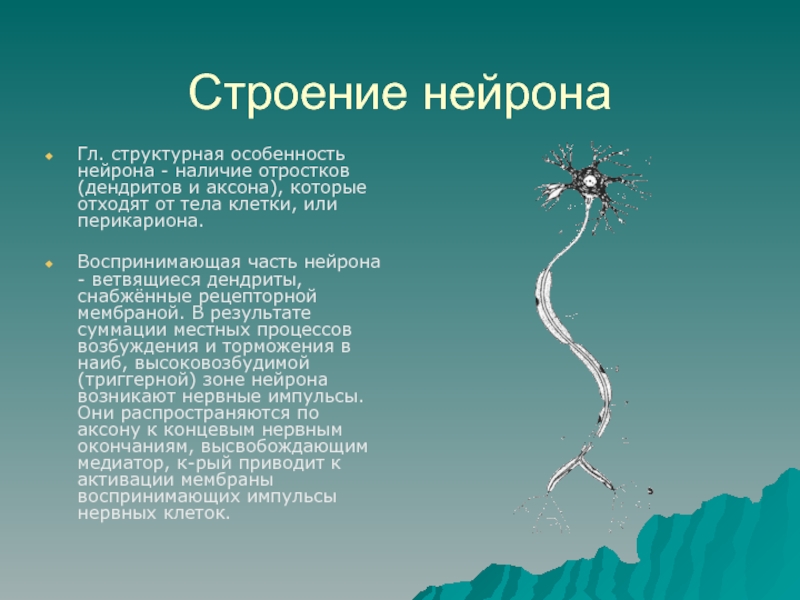 Доклад по теме Загальні відомості про дзеркальні нейрони