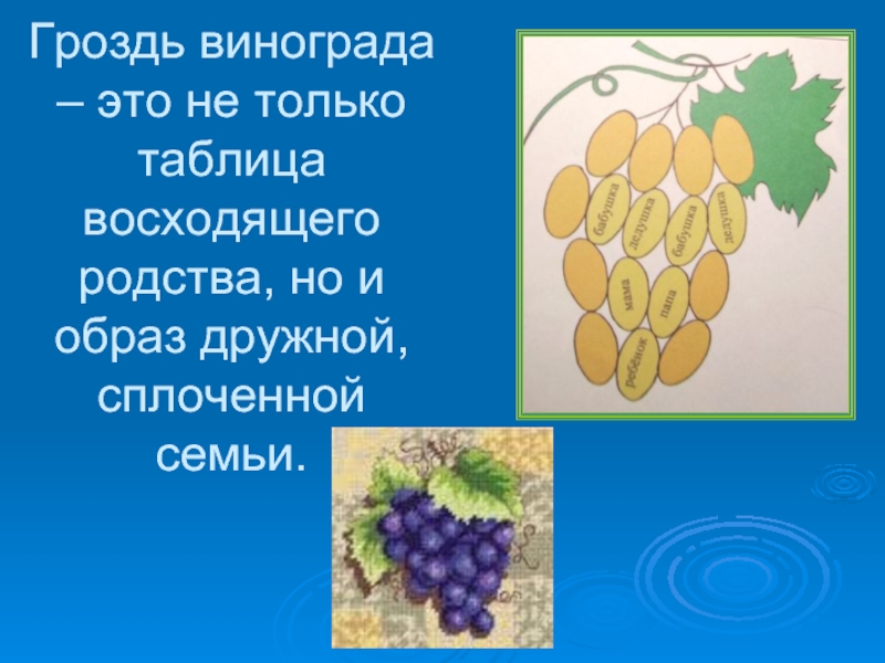 Гроздь винограда – это не только таблица восходящего родства, но и образ дружной, сплоченной семьи.