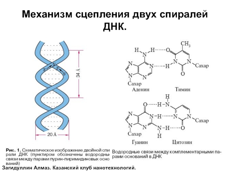 Двойная водородная связь. Двойная спираль молекулы ДНК. Водородные связи в ДНК. ДНК формула. Двойная спираль ДНК водородная связь.