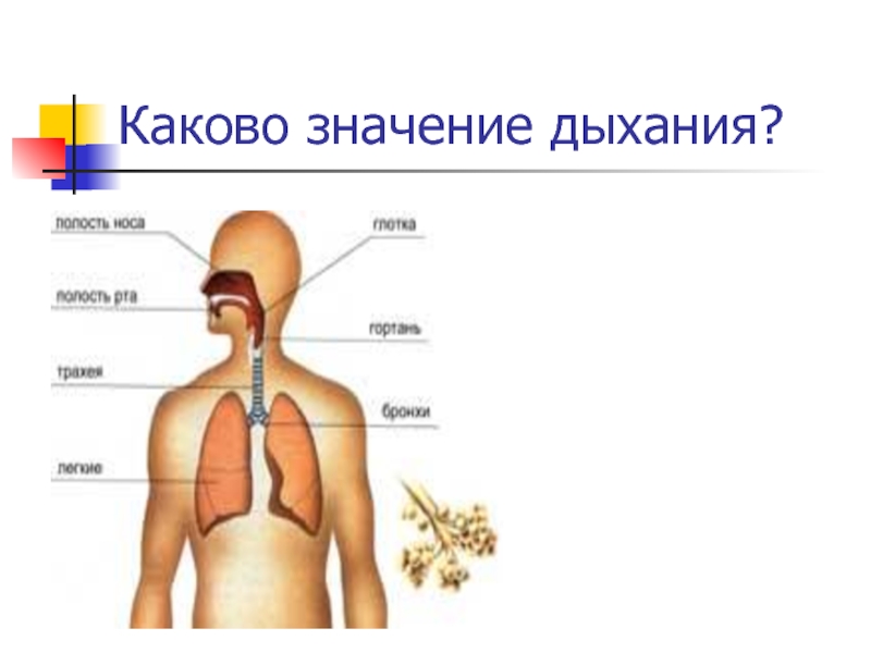Вдох значение. Каково значение дыхательной системы?. Важность дыхания. Значение дыхания органы дыхания. Значение дыхания для человека.