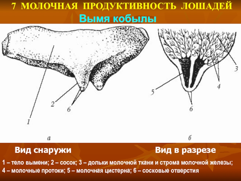 Схема строения молочной железы коровы