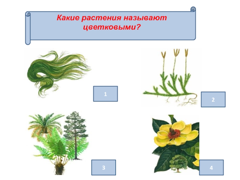 К низшим растениям относят