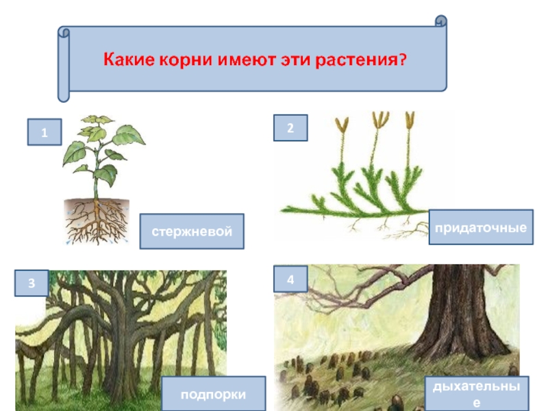 Все растения имеют. Какие растения имеют корни. Какой корень. Растения имеют длинные корни. Какой какой корень.