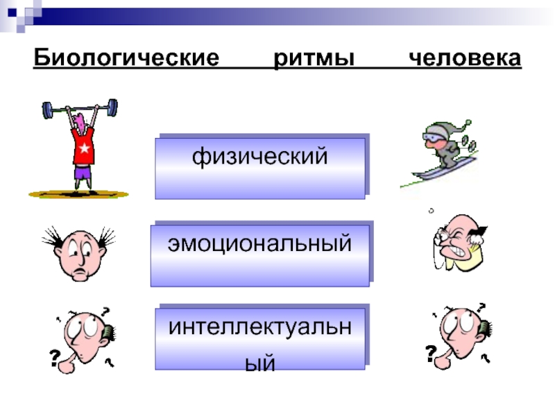 Биологические ритмы человека презентация