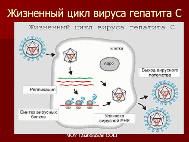 Схема жизненного цикла вируса