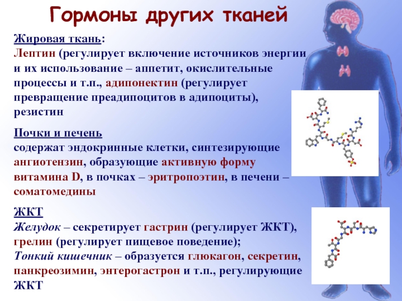 Тканевые гормоны презентация