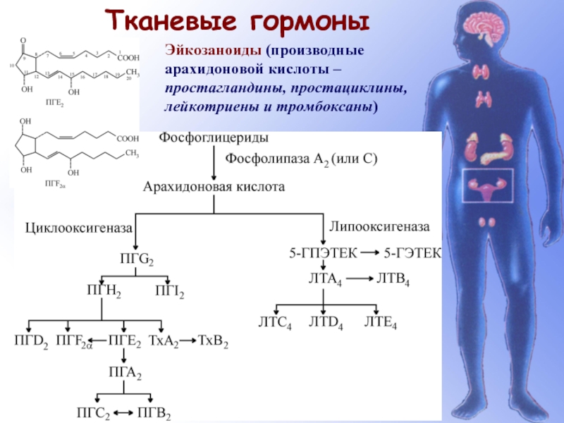 Тканевые гормоны презентация