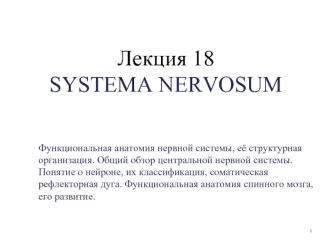 Функциональная анатомия нервной системы,