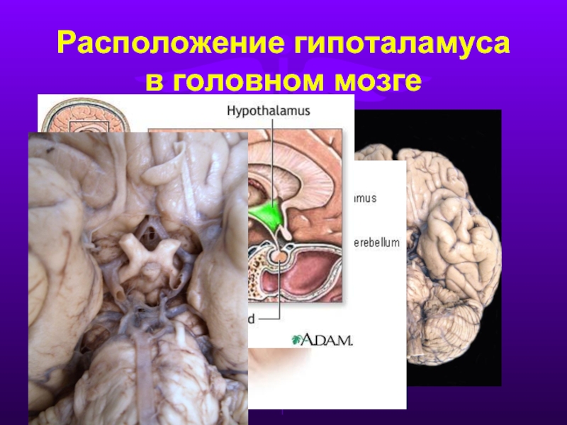 Реферат: Гіпоталамус