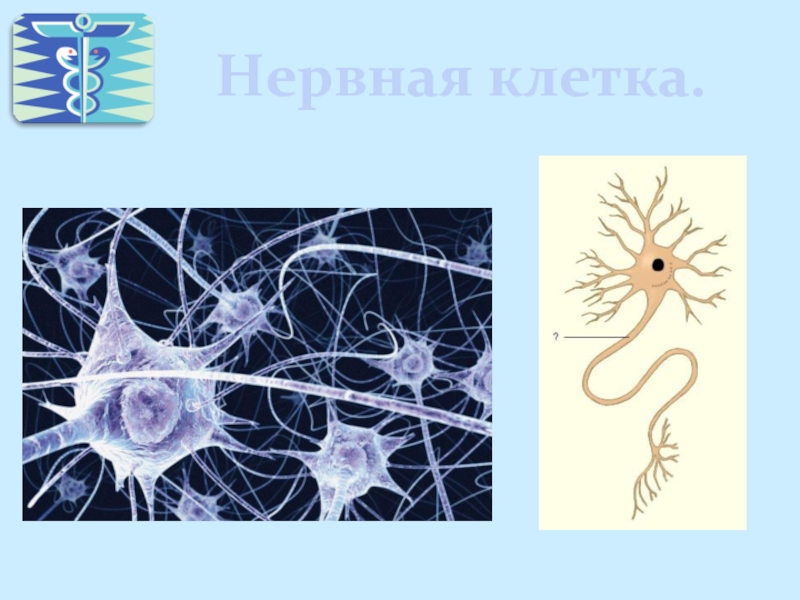 Биология нервные клетки. Нервная клетка. Нервные клетки человека. Нервные и мышечные клетки. Нервные клетки картинки.