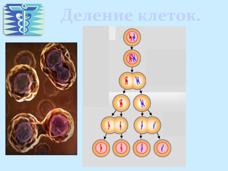 Деление клеток дерева. Деление клетки. Схема деления клетки. Как происходит деление клеток. Деление клетки фото.