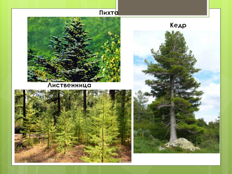 Природная зона тайга 5 класс. Растения тайги. Тайга природная зона. Пихта и лиственница. Растения тайги в России.