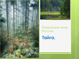 Природные зоны России. Тайга