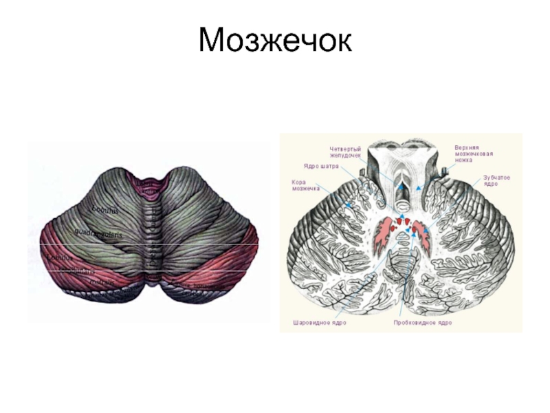 Строение мозжечка рисунок с подписями