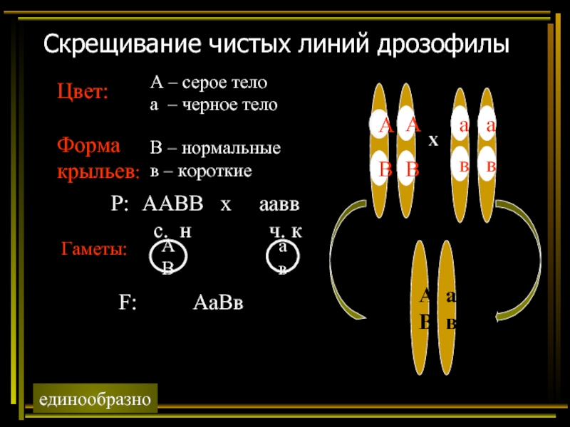 При скрещивании дрозофил с нормальными крыльями. Скрещивание чистых линий дрозофилы. Скрещивание чистых линий это метод. Результат скрещивания чистых линий.. Скрещивание чистых линий часто приводит.