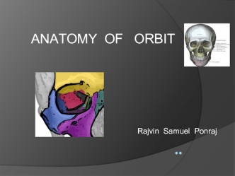 Anatomy of orbit