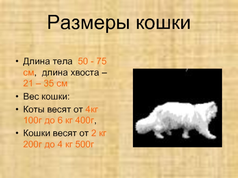 Вес рост кошки. Размер кошки. Ширина кошки средняя. Длина тела кошки. Средняя масса и размер кота.