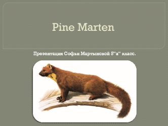 Pine Marten