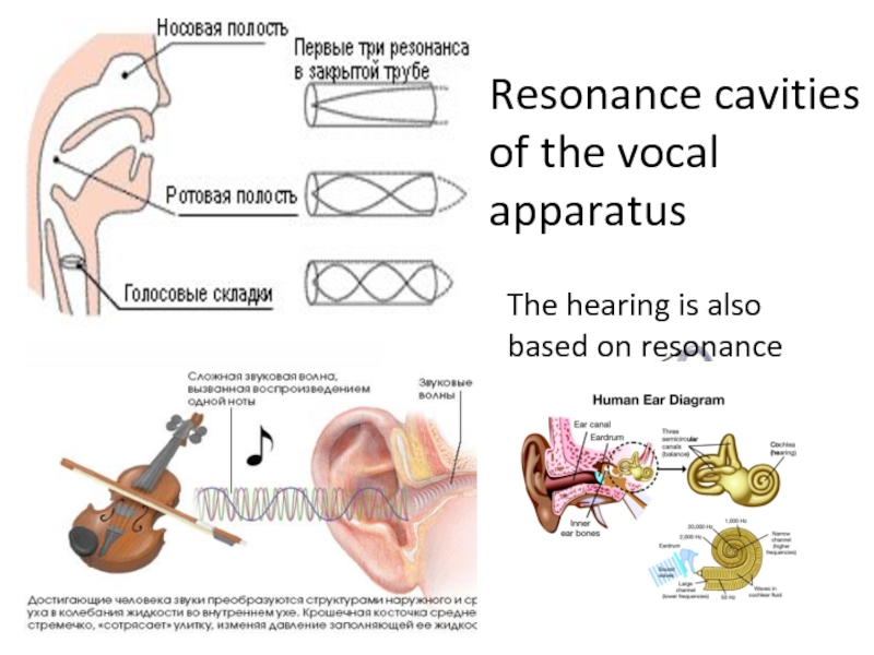 Also base. Резонанс уха. Vocal apparatus. Резонанс в трубе. Hearing apparatus.