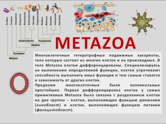 Metazoa - многоклеточные гетеротрофные подвижные эукариоты