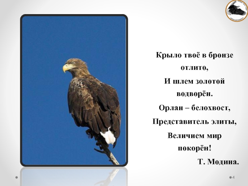 Крыл твоих. Орлан белохвост систематика. Орлан-белохвост части тела. Презентация красная книга Орлан-белохвост. Орлан белохвост ареал обитания.